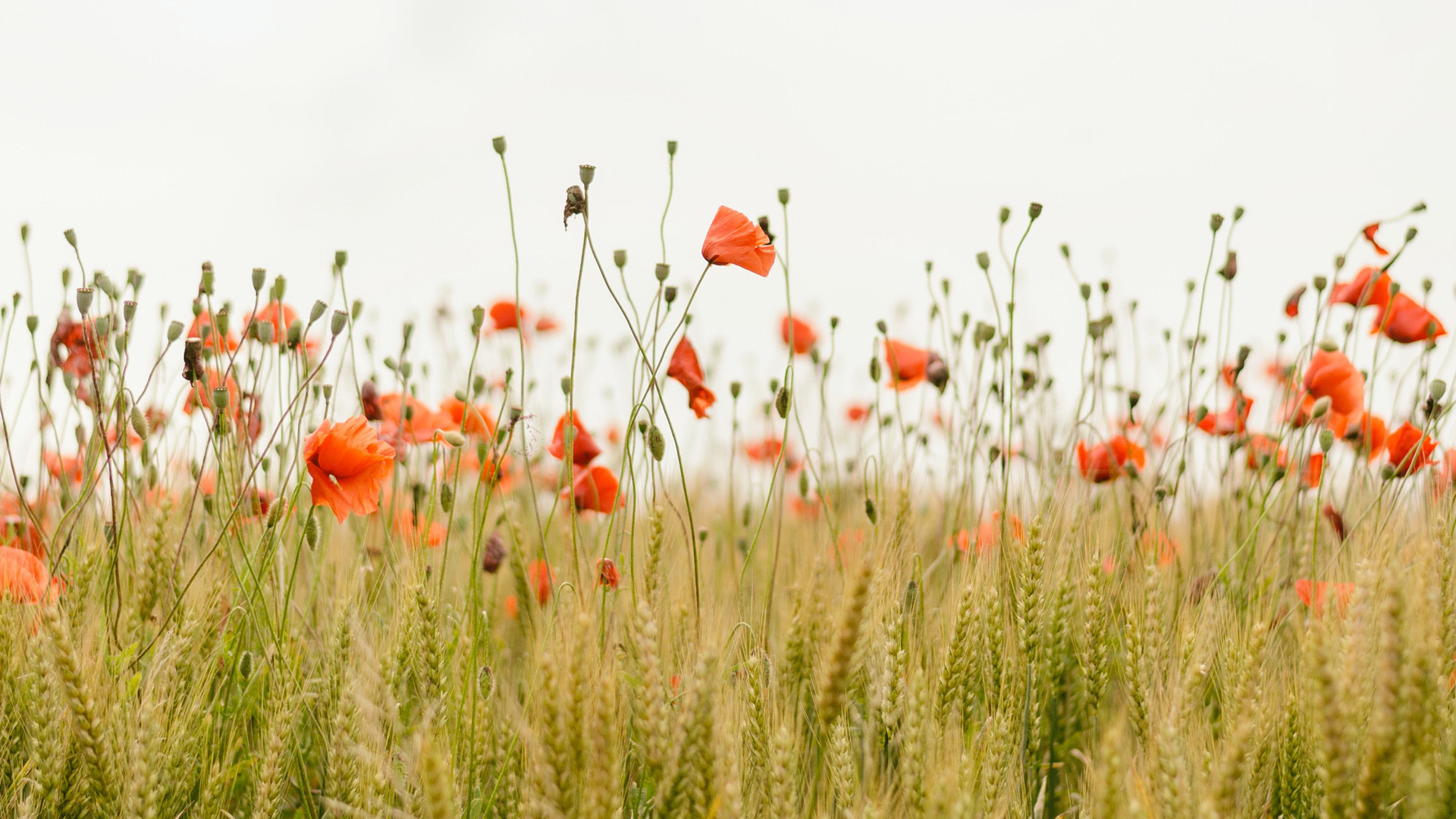 Field of grass and poppies